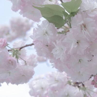 兽设性格设定技巧FurryQQ群